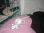 img010.jpeg.small.jpeg