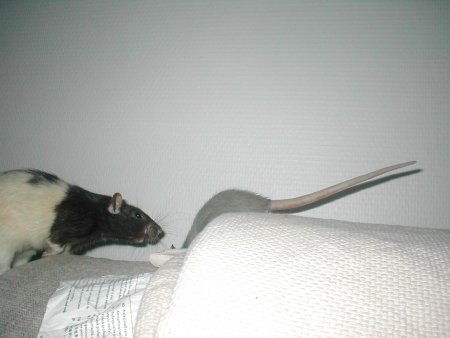 img017.jpeg.medium.jpeg