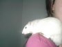 img026.jpeg.small.jpeg