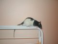 img010.jpeg.small.jpeg