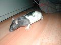 img028.jpeg.small.jpeg