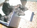 img035.jpeg.small.jpeg